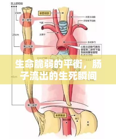生命脆弱的平衡，腸子流出的生死瞬間