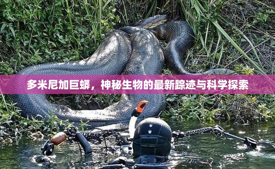 多米尼加巨蟒，神秘生物的最新蹤跡與科學(xué)探索