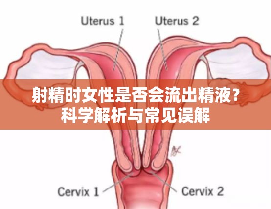 射精時女性是否會流出精液？科學解析與常見誤解