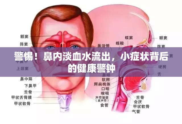 警惕！鼻內(nèi)淡血水流出，小癥狀背后的健康警鐘