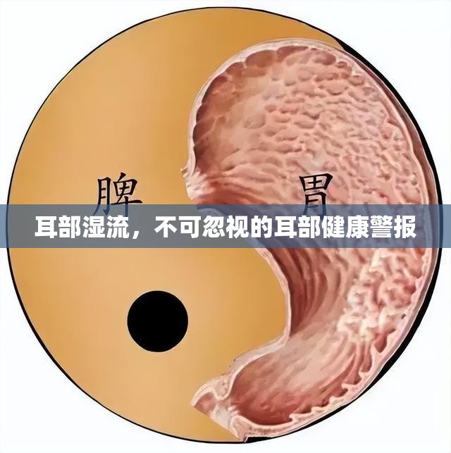 耳部濕流，不可忽視的耳部健康警報(bào)