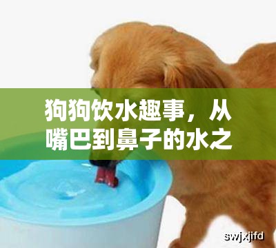 狗狗飲水趣事，從嘴巴到鼻子的水之旅行