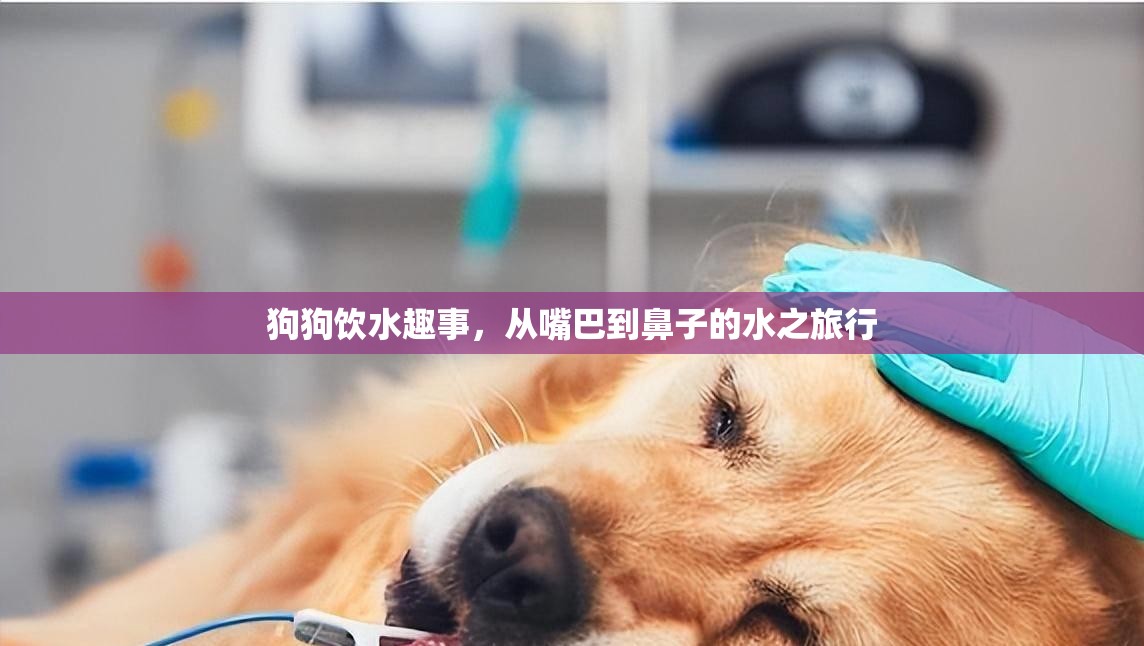 狗狗飲水趣事，從嘴巴到鼻子的水之旅行