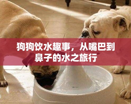 狗狗飲水趣事，從嘴巴到鼻子的水之旅行