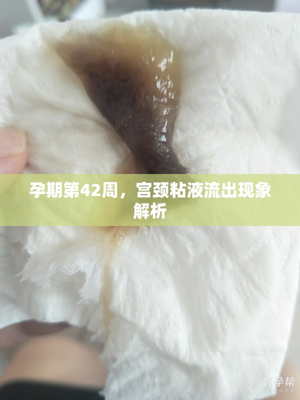 孕期第42周，宮頸粘液流出現(xiàn)象解析