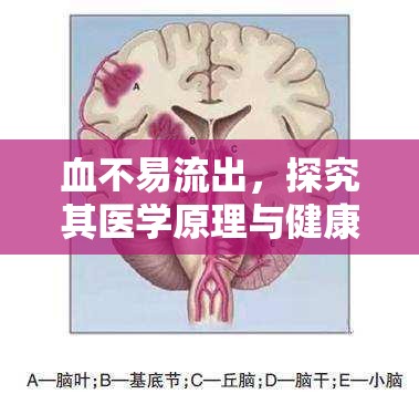 血不易流出，探究其醫(yī)學(xué)原理與健康意義