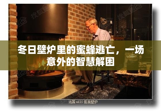 冬日壁爐里的蜜蜂逃亡，一場(chǎng)意外的智慧解困
