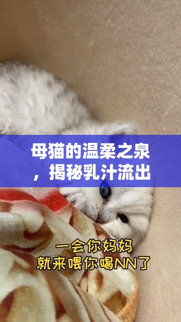 母貓的溫柔之泉，揭秘乳汁流出的奧秘