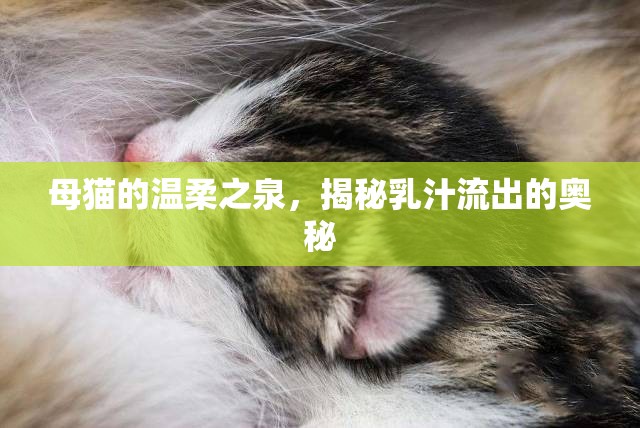 母貓的溫柔之泉，揭秘乳汁流出的奧秘