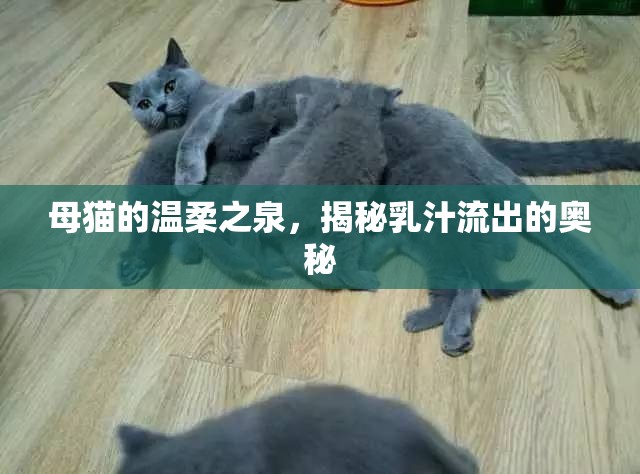 母貓的溫柔之泉，揭秘乳汁流出的奧秘