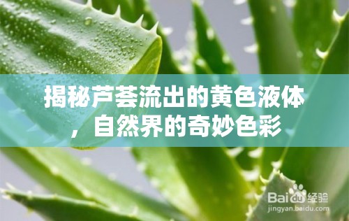 揭秘蘆薈流出的黃色液體，自然界的奇妙色彩