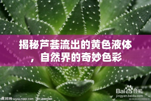 揭秘蘆薈流出的黃色液體，自然界的奇妙色彩