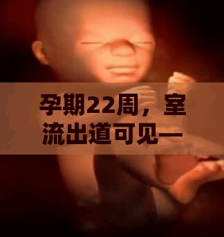 孕期22周，室流出道可見——胎兒心臟健康的透視窗口
