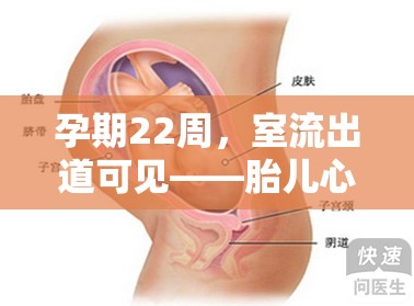 孕期22周，室流出道可見——胎兒心臟健康的透視窗口