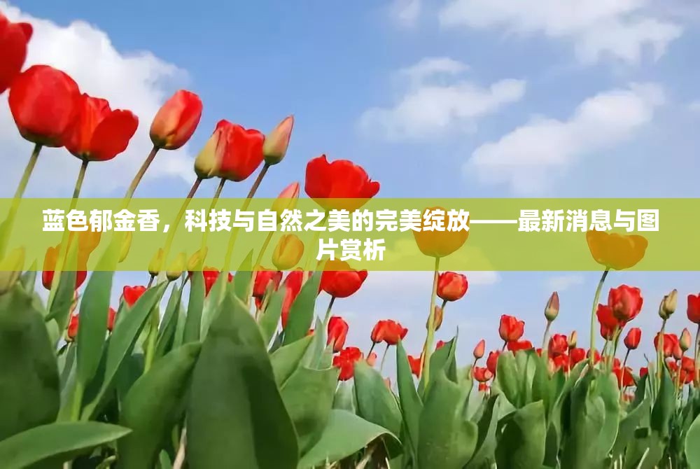 藍(lán)色郁金香，科技與自然之美的完美綻放——最新消息與圖片賞析