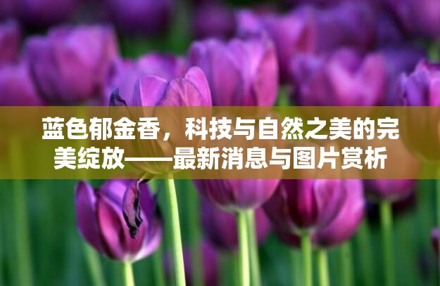 藍(lán)色郁金香，科技與自然之美的完美綻放——最新消息與圖片賞析