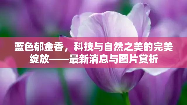 藍(lán)色郁金香，科技與自然之美的完美綻放——最新消息與圖片賞析
