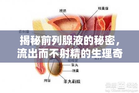 揭秘前列腺液的秘密，流出而不射精的生理奇觀