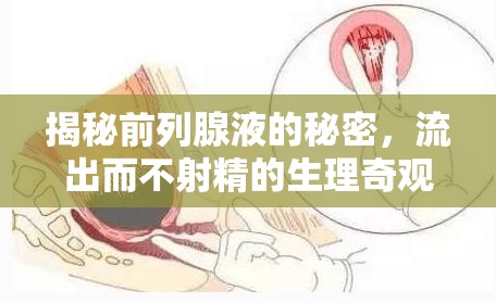 揭秘前列腺液的秘密，流出而不射精的生理奇觀