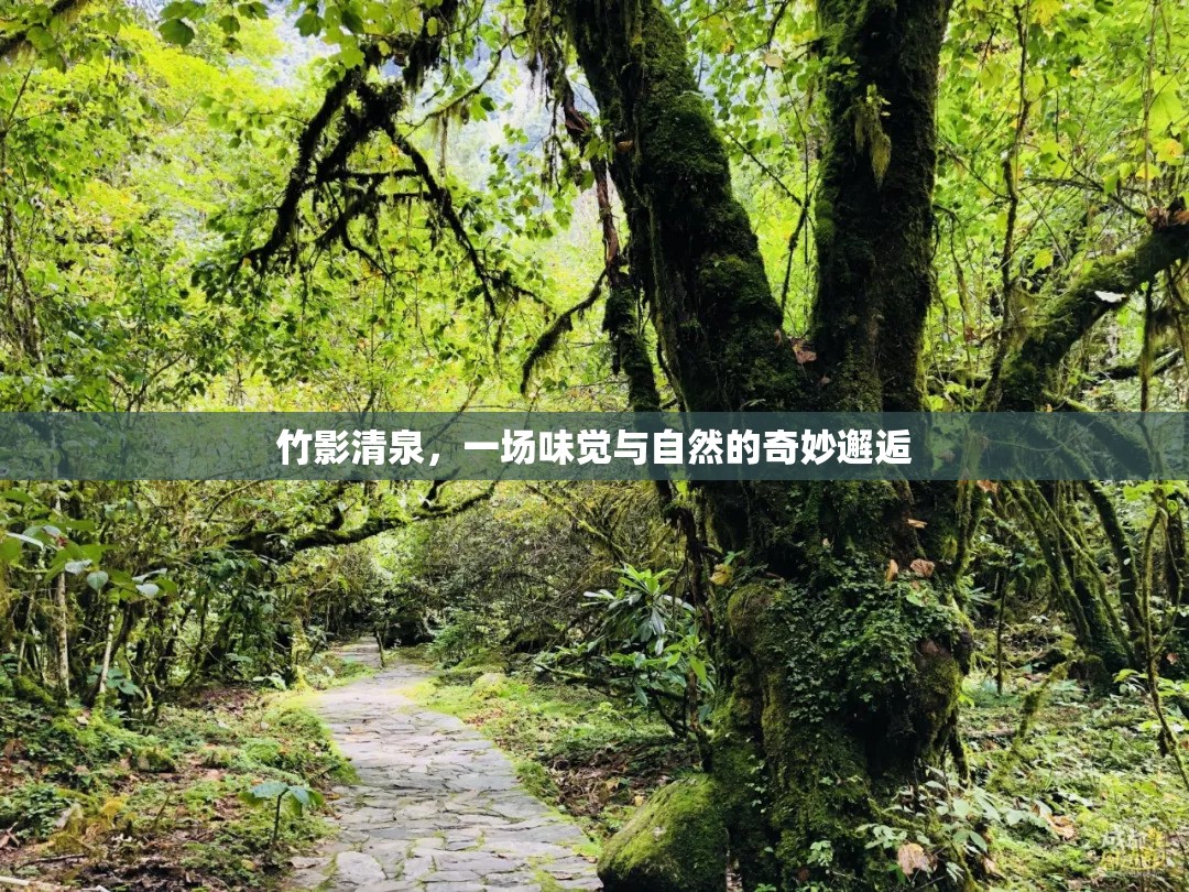 竹影清泉，一場味覺與自然的奇妙邂逅
