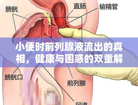 小便時前列腺液流出的真相，健康與困惑的雙重解讀