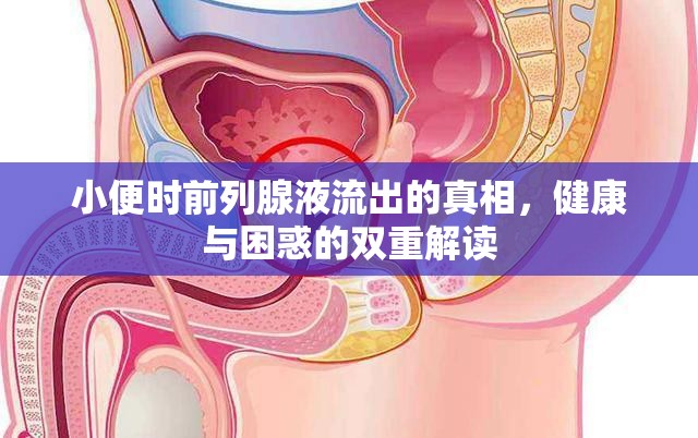 小便時前列腺液流出的真相，健康與困惑的雙重解讀