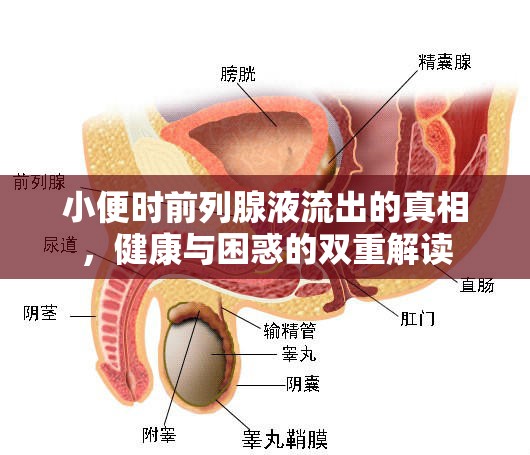 小便時前列腺液流出的真相，健康與困惑的雙重解讀