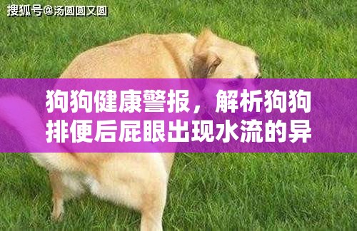 狗狗健康警報(bào)，解析狗狗排便后屁眼出現(xiàn)水流的異?，F(xiàn)象