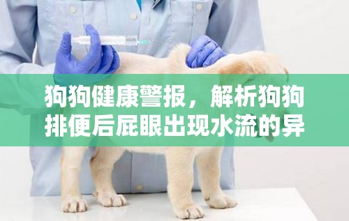 狗狗健康警報(bào)，解析狗狗排便后屁眼出現(xiàn)水流的異?，F(xiàn)象
