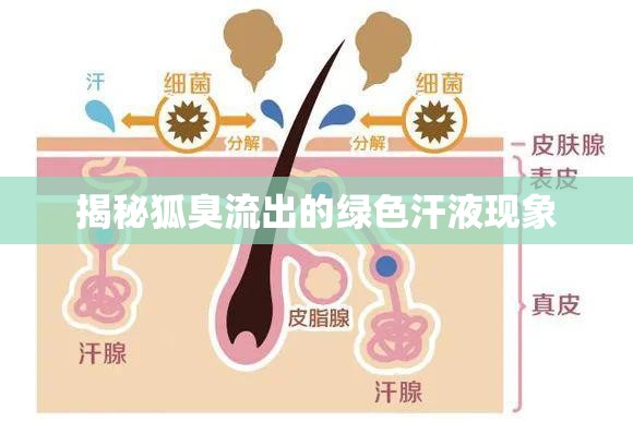 揭秘狐臭流出的綠色汗液現(xiàn)象