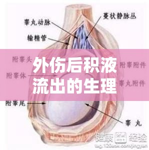 外傷后積液流出的生理機(jī)制與日常護(hù)理全面解析
