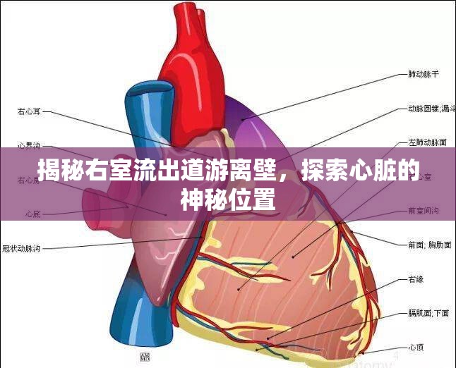 揭秘右室流出道游離壁，探索心臟的神秘位置