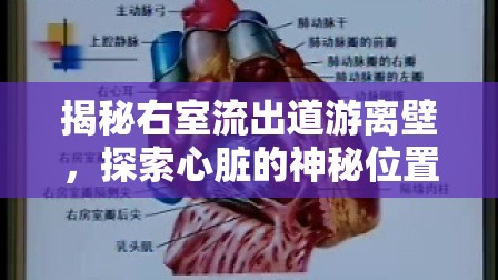 揭秘右室流出道游離壁，探索心臟的神秘位置