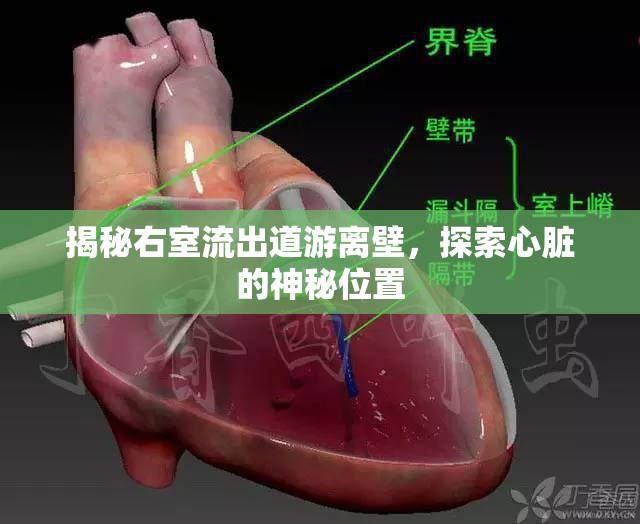 揭秘右室流出道游離壁，探索心臟的神秘位置