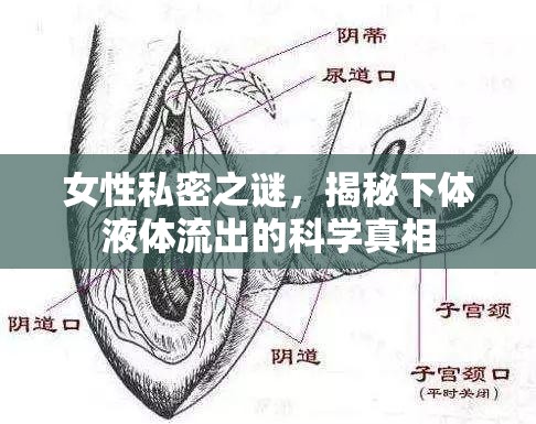 女性私密之謎，揭秘下體液體流出的科學真相