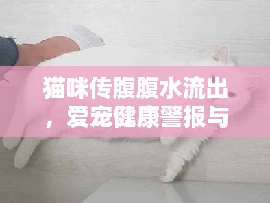 貓咪傳腹腹水流出，愛寵健康警報與應(yīng)對策略