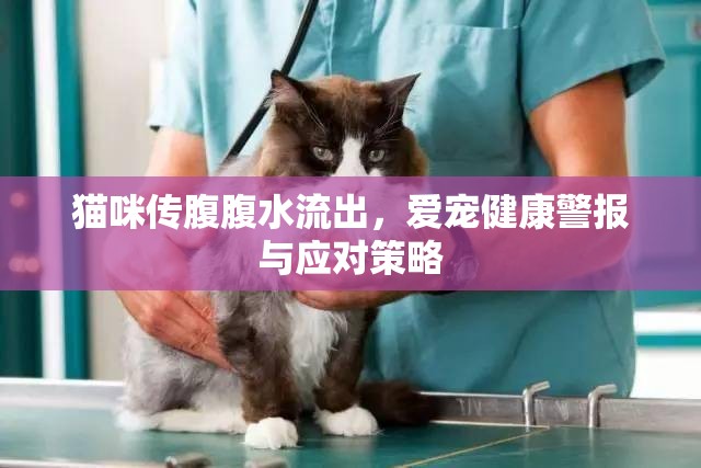貓咪傳腹腹水流出，愛寵健康警報與應(yīng)對策略