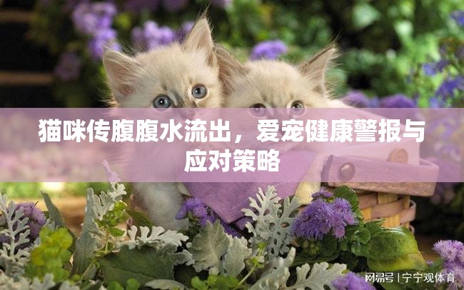 貓咪傳腹腹水流出，愛寵健康警報與應(yīng)對策略
