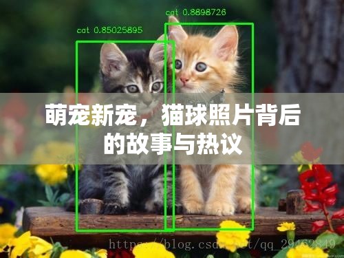 萌寵新寵，貓球照片背后的故事與熱議