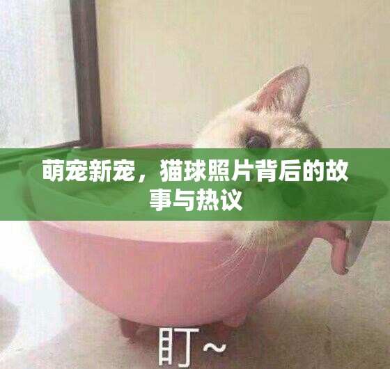 萌寵新寵，貓球照片背后的故事與熱議