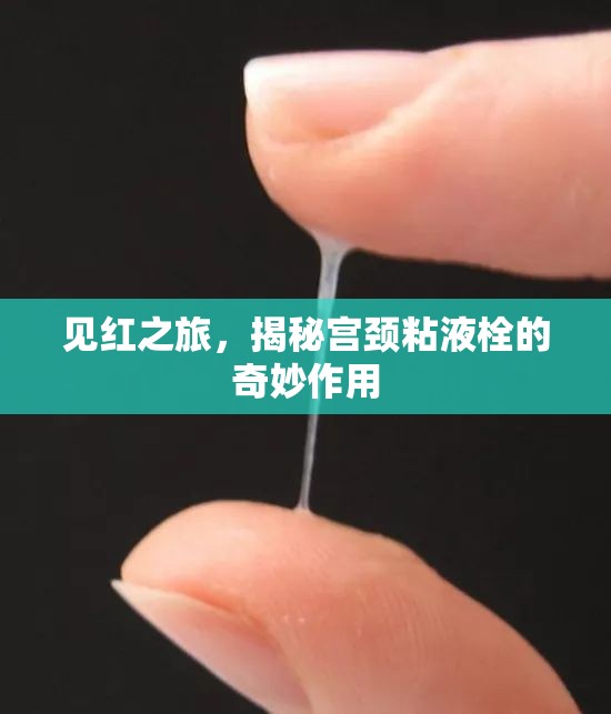 見紅之旅，揭秘宮頸粘液栓的奇妙作用