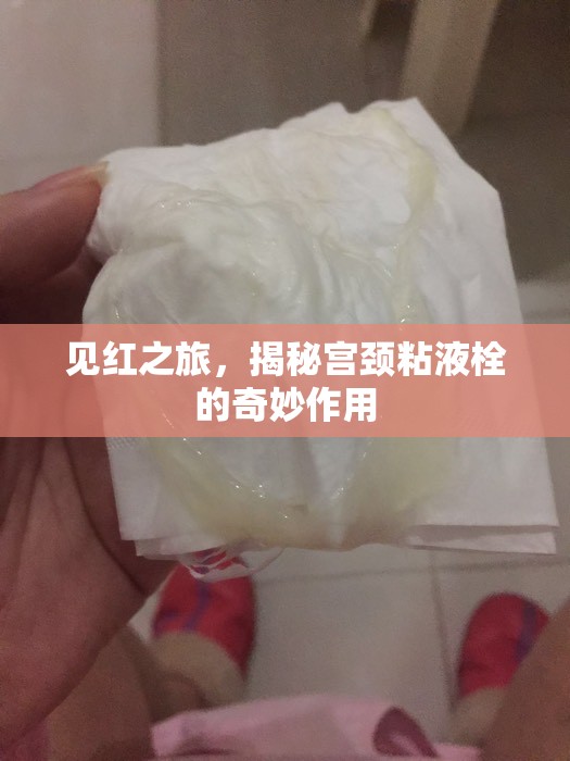 見紅之旅，揭秘宮頸粘液栓的奇妙作用