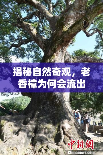 揭秘自然奇觀，老香樟為何會流出神秘油脂？