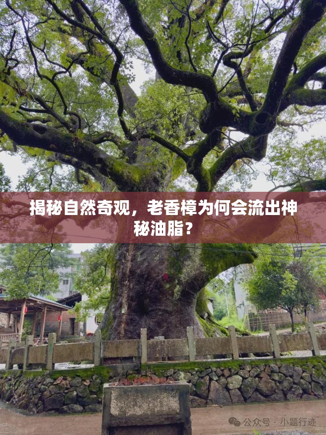 揭秘自然奇觀，老香樟為何會流出神秘油脂？