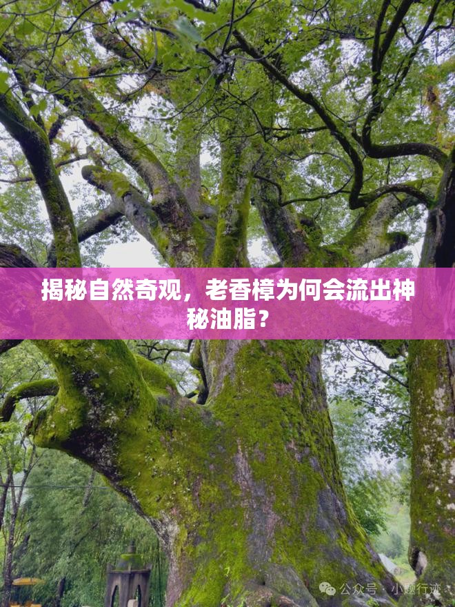 揭秘自然奇觀，老香樟為何會流出神秘油脂？