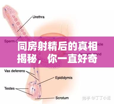 同房射精后的真相揭秘，你一直好奇的答案