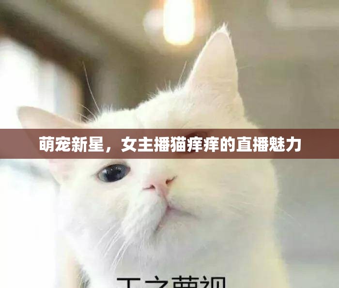 萌寵新星，女主播貓癢癢的直播魅力