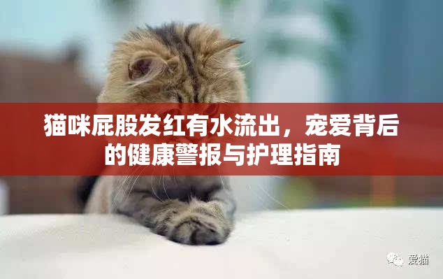 貓咪屁股發(fā)紅有水流出，寵愛背后的健康警報(bào)與護(hù)理指南