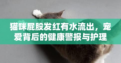 貓咪屁股發(fā)紅有水流出，寵愛背后的健康警報(bào)與護(hù)理指南