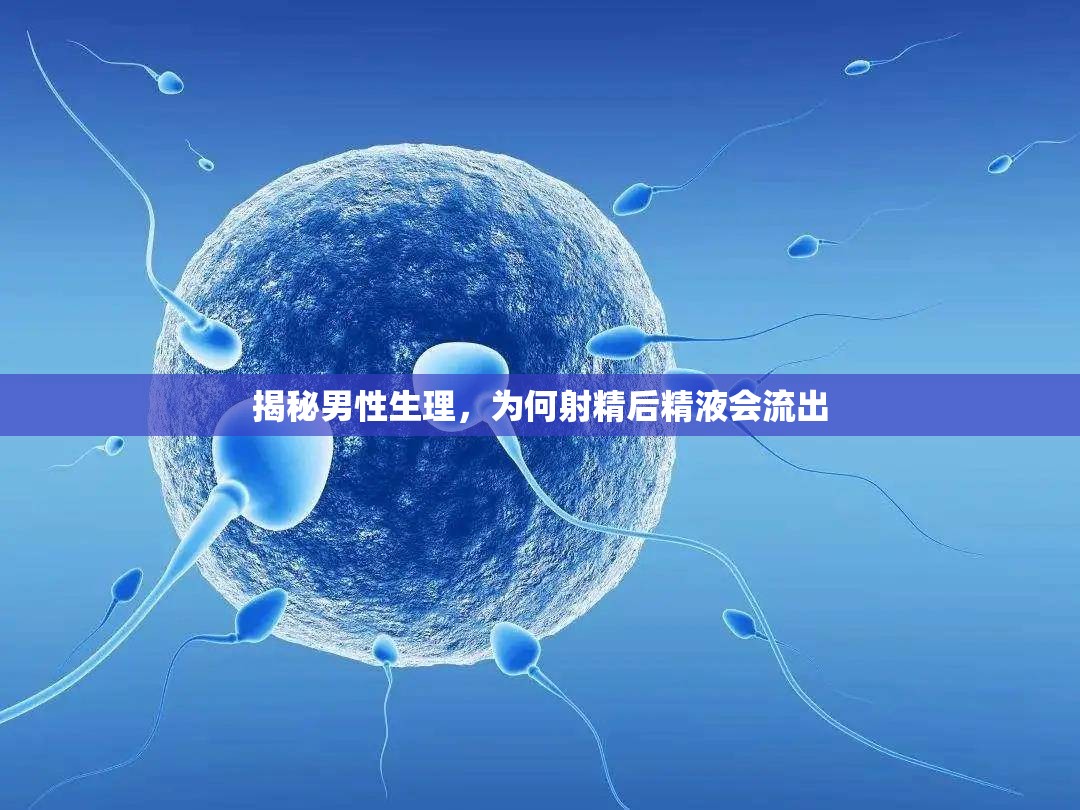 揭秘男性生理，為何射精后精液會流出